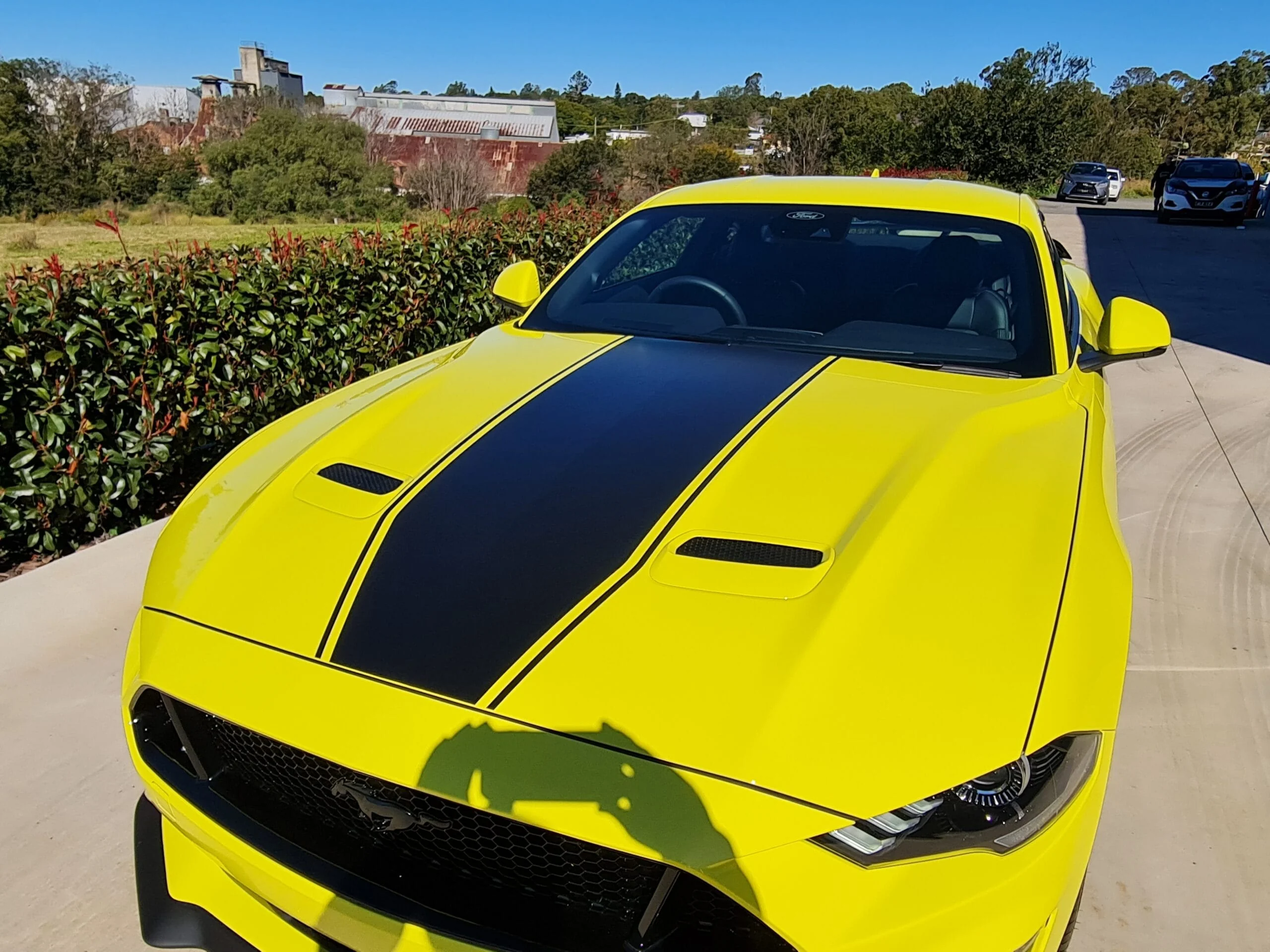 Mustang with black stripes